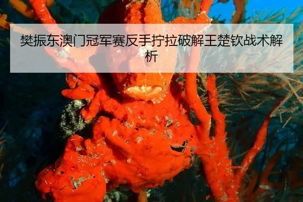 樊振东澳门冠军赛反手拧拉破解王楚钦战术解析